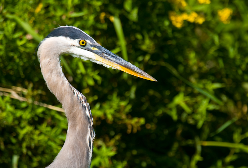 Great Blue Heron